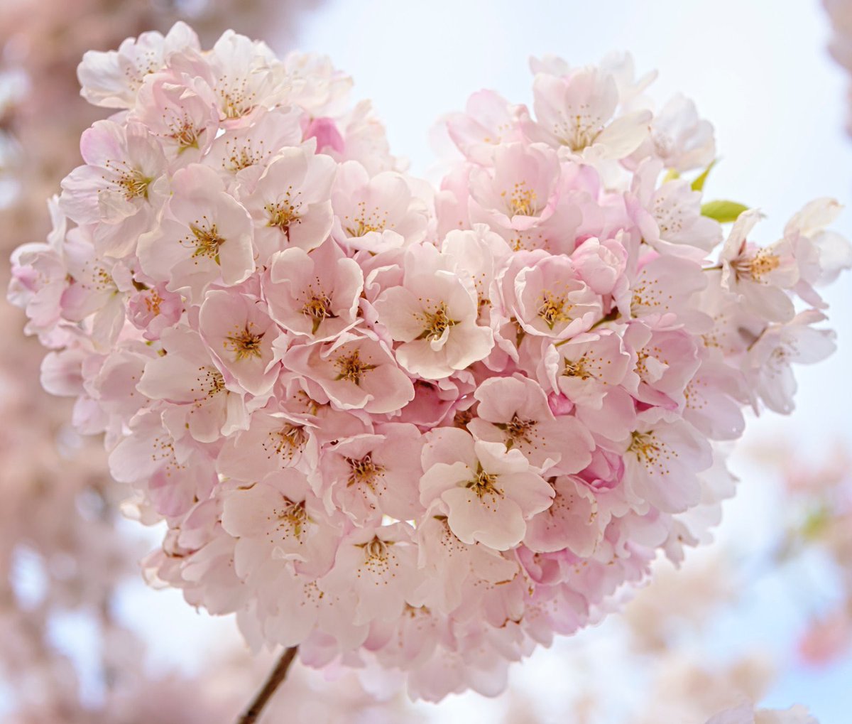 Sangabrielle69's tweet photo. ๐ #HappySpring2021 ๐
To the beautiful flower nerd
๐บ๐ป๐ธ @DebnamCarey ๐น๐ผ๐ท https://t.co/pA61bFS16z
