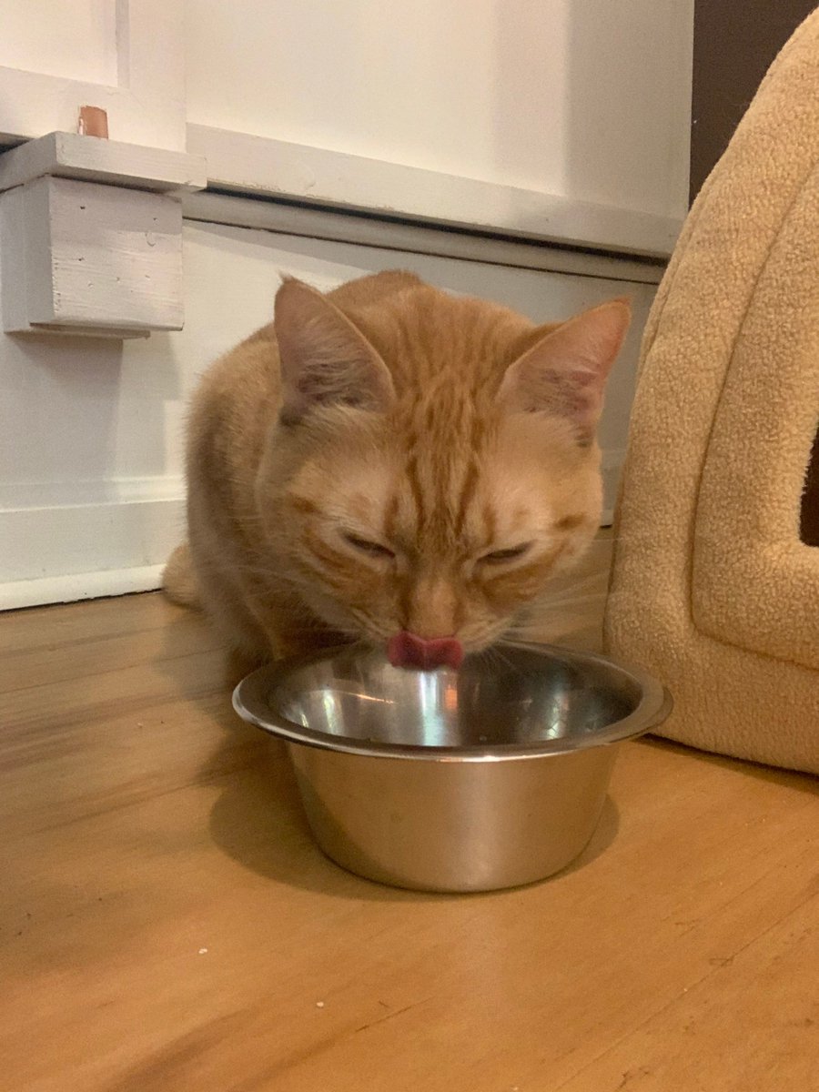 MewHaven's tweet photo. Hi, my name is Sophie! I'm about 2 years old, FIV-, and a girl. I am also, quite possibly, the softest cat ever! I also like to make silly faces for the camera. If you want to get some funny photos of me yourself, come visit me! Book tickets now at https://t.co/G9mhVGuShq https://t.co/tex8oP9mRF