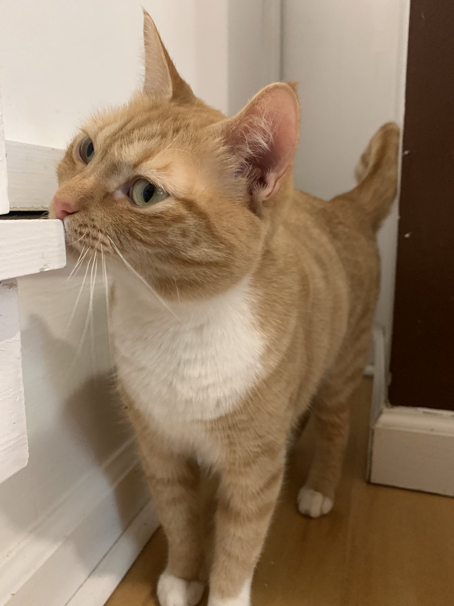 MewHaven's tweet photo. Hi, my name is Sophie! I'm about 2 years old, FIV-, and a girl. I am also, quite possibly, the softest cat ever! I also like to make silly faces for the camera. If you want to get some funny photos of me yourself, come visit me! Book tickets now at https://t.co/G9mhVGuShq https://t.co/tex8oP9mRF