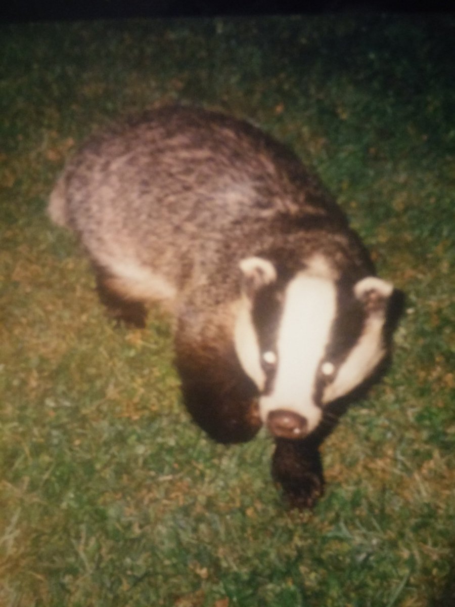C_Drivex's tweet photo. Looking through old pics😃 Came across our Badger pics from June 2003! Taken at @CrowhurstPark Looked outside one evening, there they were! Wonderful family memory 💕😃 #Badgers #wildlife https://t.co/b7ZiAfSApH