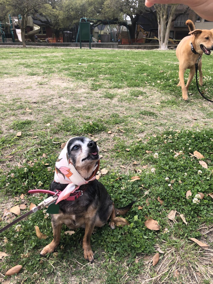 natisacoolkid's tweet photo. You say something bad about my dog.. it’s over for you bitches. https://t.co/n77jepE6Q3
