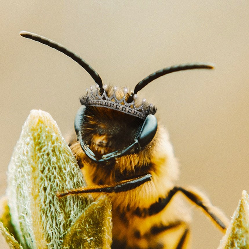 LadyBee_gt's tweet photo. #NuevaFotoDePerfil #BukeleApoyaHastaLasAbejas https://t.co/UE34VCpsug