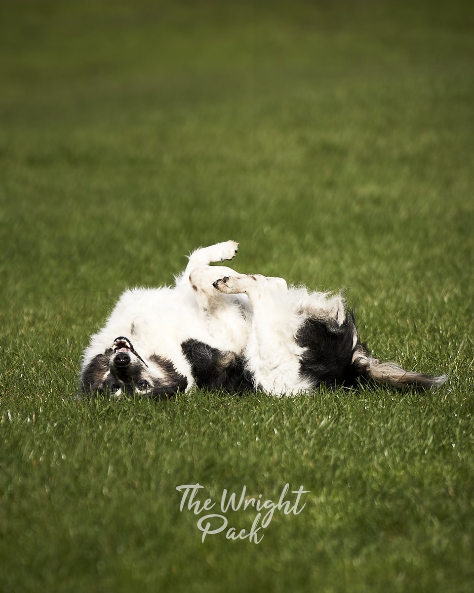 thewrightpack's tweet photo. Lovin' Life - Lea loves a good roll on the local fields, whenever seeing her do it, I just cross my fingers it's not fox poop! © The Wright Pack - https://t.co/B242wGFGCL #romi #thewrightpack #sonyalpha #rescuepack https://t.co/PauNd95pdS
