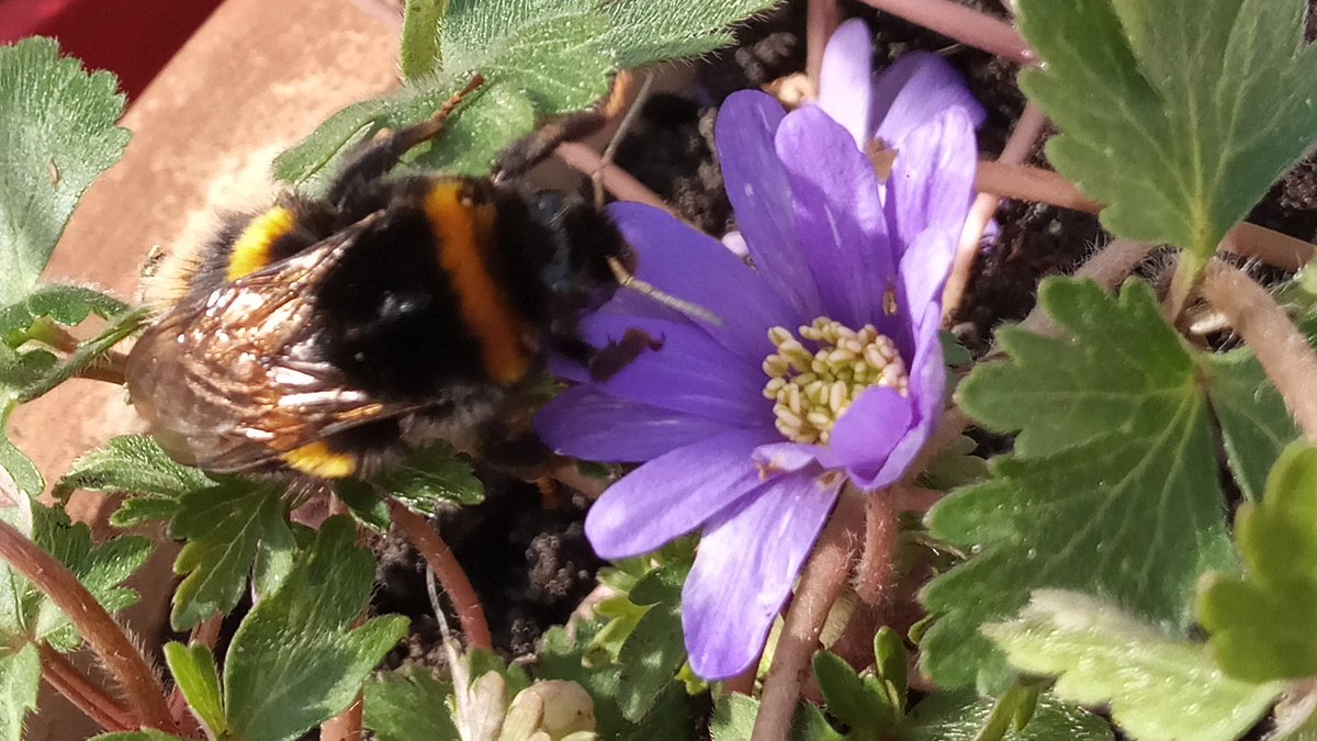Beautiful Bumble Bees! #bumblebees #nature #gardenforwildlife #gardenfornature
