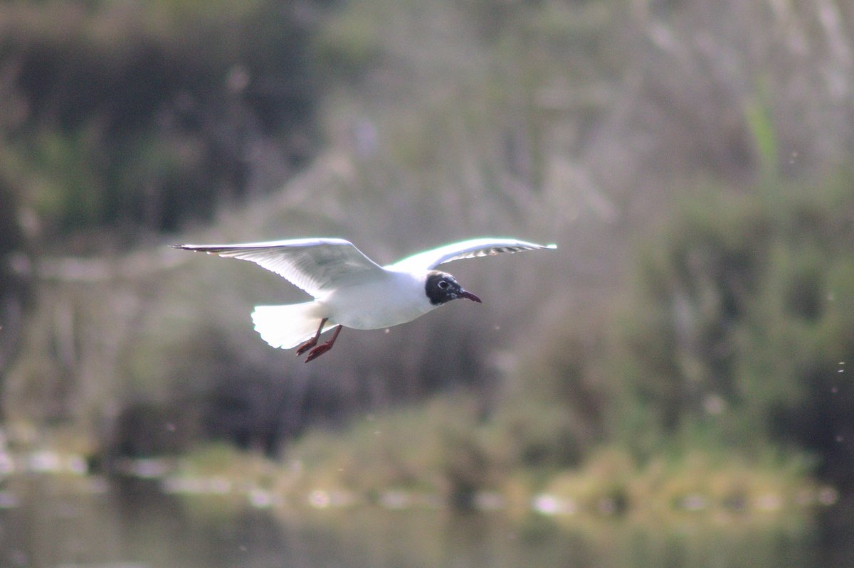 Tamaraa941's tweet photo. Gaviota reidora (Chroicocepahalus ridibundus). Durante el período nupcial, los adultos reproductivos suelen presentar este capuchón de color marrón chocolate, donde resalta el anillo ocular blanco. Durante el resto del año, sólo presentan una pequeña mancha en la zona auricular. https://t.co/zob9ZPA6F7
