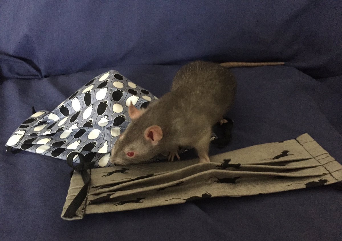 Ratagerie's tweet photo. Had some ratty masks made by Blue Beard Rats on Instagram. I love them and Brea approves to 💕 https://t.co/22BWn7hslx