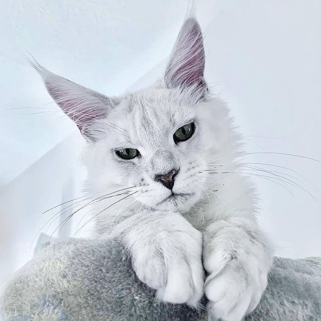 lover_mainecoon's tweet photo. Gorgeous 🤍😻
#mainecoon #cat #CatsOfTwitter #catsofinstagram #CatsOnTwitter #catday #StopAsianHate #KarlFell #Canada https://t.co/CjGKSD7wil