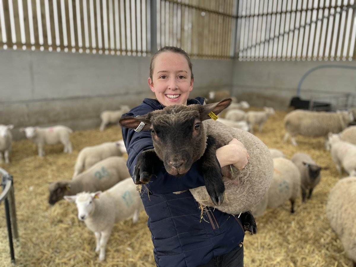 oaklleyns's tweet photo. She probably won’t sell this one!!! Growing as well as the #lleynsheep #roussinsheepuk https://t.co/FL2Uctu78r