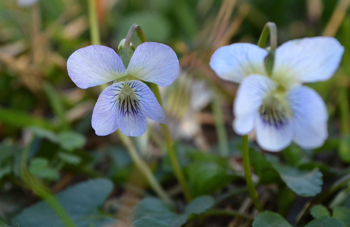 Texasgardener8a's tweet photo. I always enjoy these wild violets that grow in the lawn in early spring.
#springishere #springer #enjoy #grow #wildviolet #earlyspring #purpleaesthetic #springers https://t.co/x1n1yFQIKQ