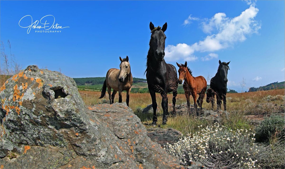 OrtonMediaPhoto's tweet photo. Mpumalanga has so many hidden treasures of God's creation to show! Lets boost Mpumalanga tourism!!! #Kaapschehoop #Lowveld @Mtpatourism @MpumalangaGov @Lowvelder  📸 J ORTON @CanonRSA https://t.co/6AJffas4n9