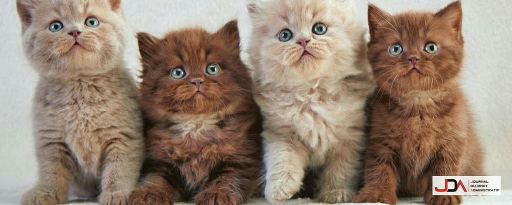 cottinstef's tweet photo. L’animal &amp; le droit administratif – Bienvenue sur le site du Journal du Droit Administratif @JournalduDA ! https://t.co/RtVwp0gFW2 https://t.co/bFXufuTD3A