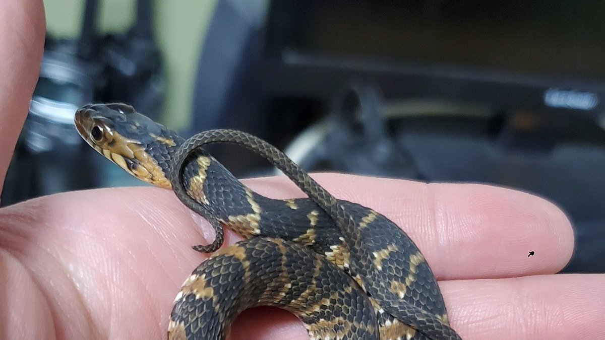 MOSHjax's tweet photo. 🐍Did you know you can book an outreach where the Florida Naturalist Center comes to you? Learn more: https://t.co/r0zcFCOe2w https://t.co/bfvixY44ME