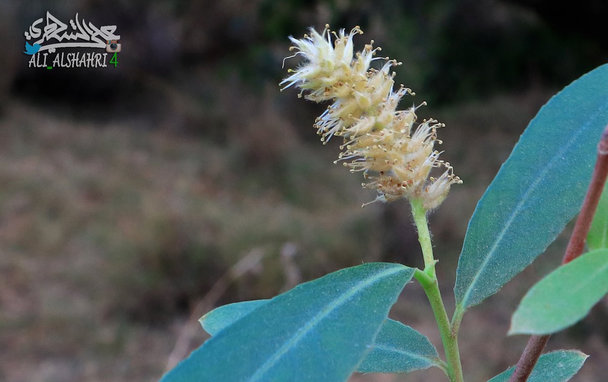 شجرة #الغَرَب 
واحدتها غَرَبة
Salix mucronata
من عظام ونوادر شجر السراة
لا تنبت إلا قريبا من الماء،ع...
