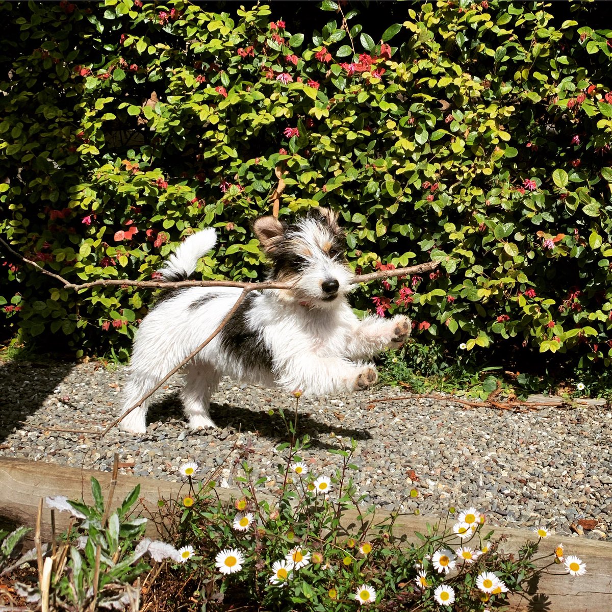 SPRING has SPRUNG ! 🌸🌼🌷