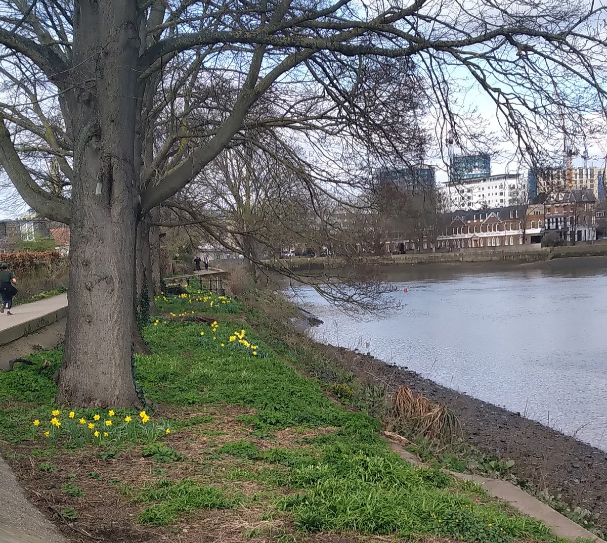 Thank you to the person who planted these daffs on the Kew riverbank for everyone to enjoy. #guerillagardening