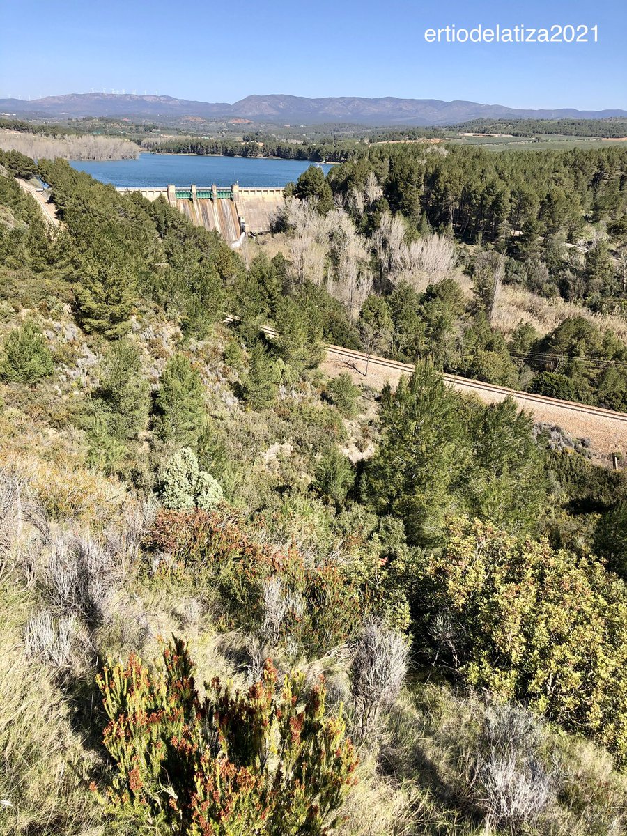 ertiodelatiza's tweet photo. Un bosque siempre es poesía así que #DiaInternacionalDeLosBosques #DiaMundialDeLaPoesia  (📷Pinar en pantano del Regajo #Castellón ) https://t.co/hVkDGcQ9f7