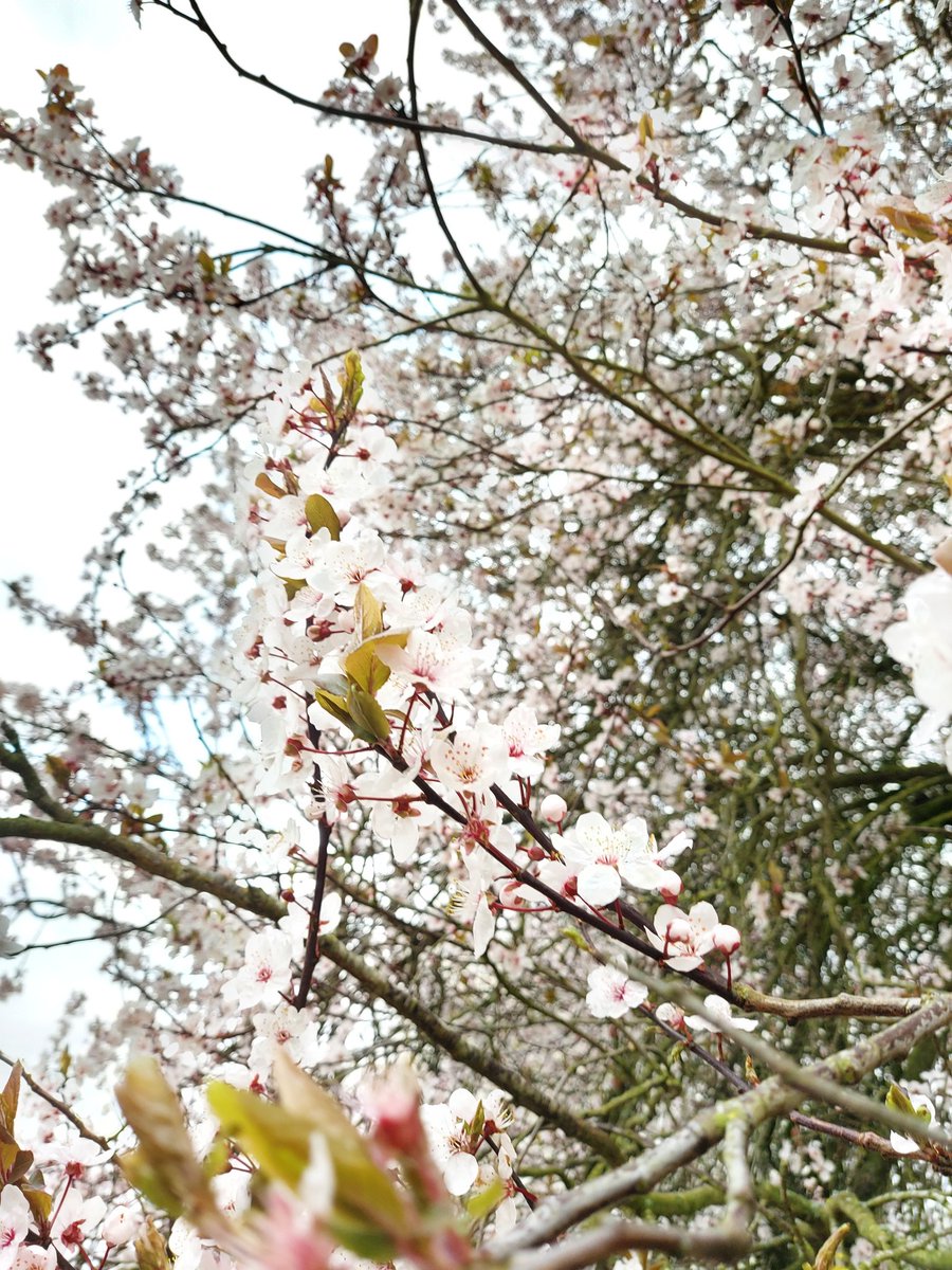 junepaski's tweet photo. Spring is my fav season ❤ https://t.co/9Pn2pkZtPf