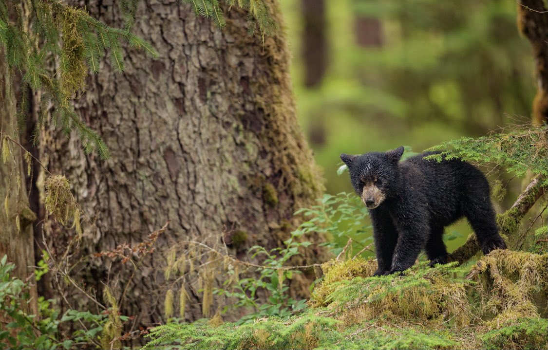 pacificwild's tweet photo. Happy #InternationalDayofForests from Canada’s Pacific coast 🌲 https://t.co/hslSNQemWE