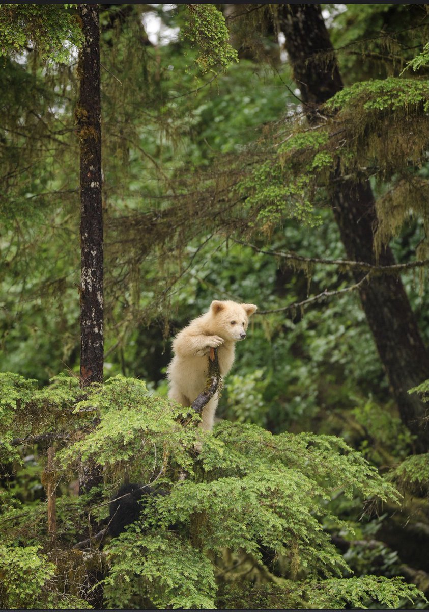 pacificwild's tweet photo. Happy #InternationalDayofForests from Canada’s Pacific coast 🌲 https://t.co/hslSNQemWE