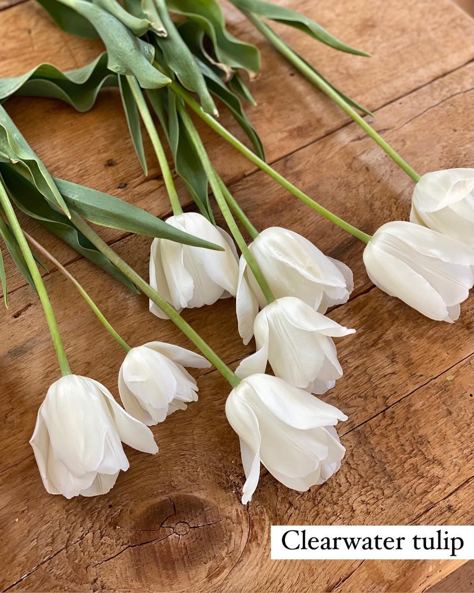 joannagaines's tweet photo. It's a picking and painting kind of Sunday 🌷 https://t.co/ApxJT9L4NO