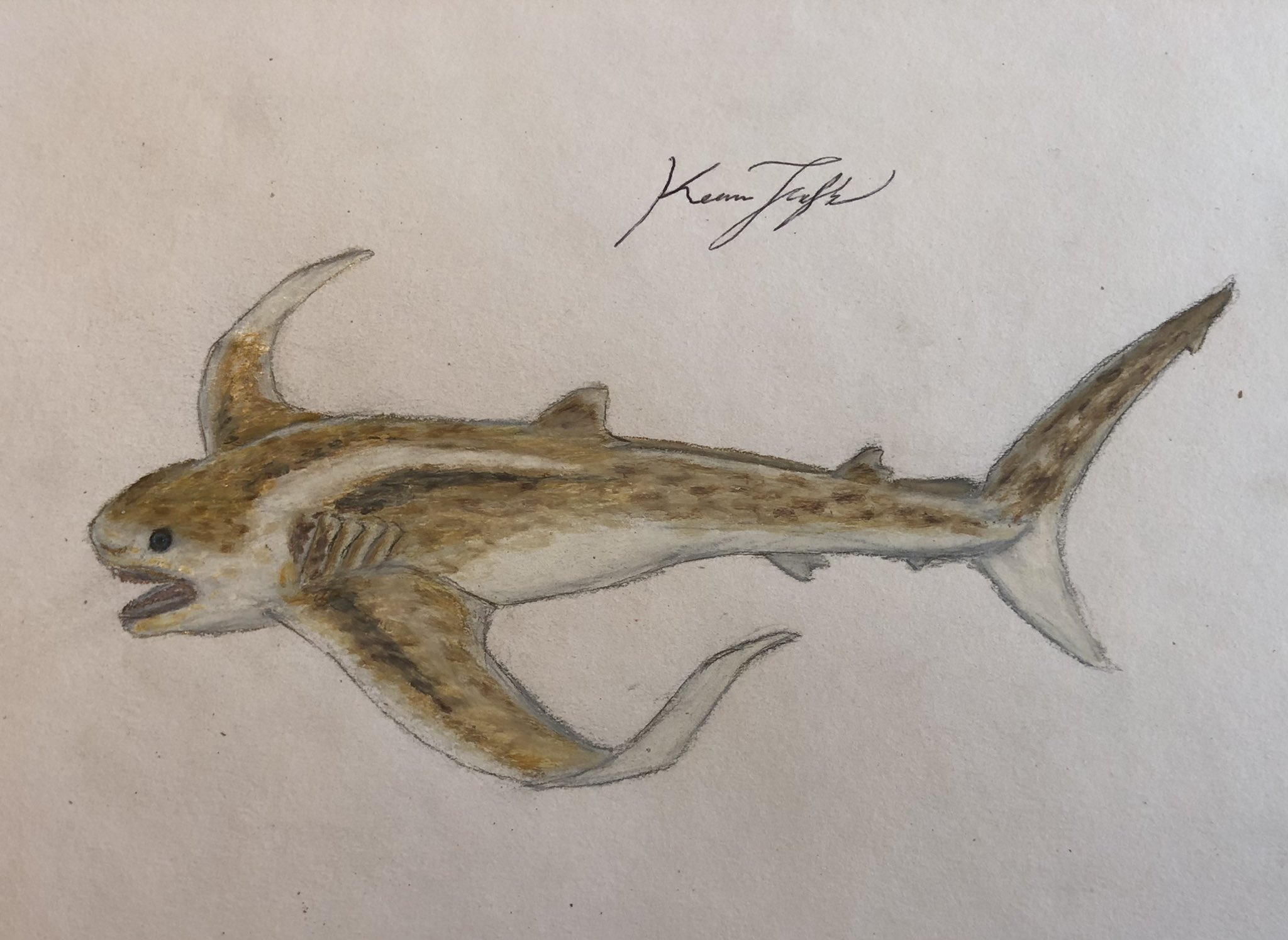 Fantasy sharks deals