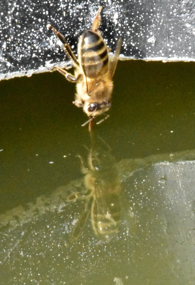 patbrowning's tweet photo. Thirsty bee #honeybee #beekeeping https://t.co/G81mDEWcNu