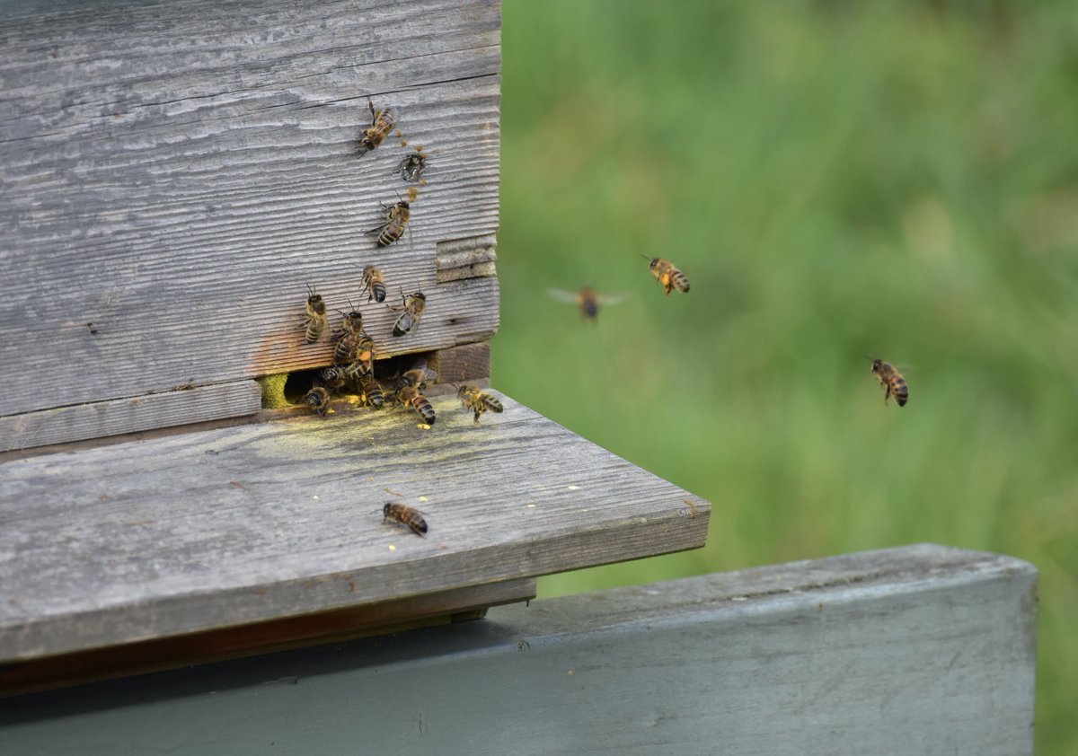 patbrowning's tweet photo. Willow pollen #beekeeping #honey
bee #bees https://t.co/O1B7DAsc4W