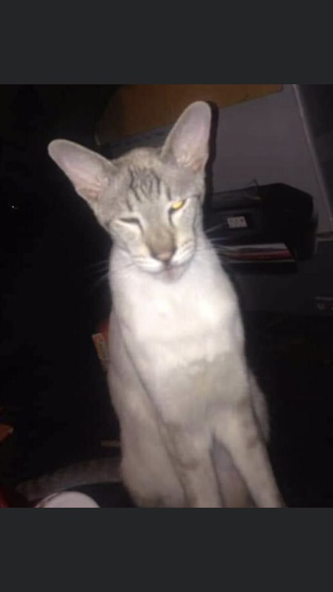 AlanDaffern's tweet photo. #FindPaddy 
male #Siamese #cat 
#Neutered &amp; #Microchipped 
#Lost: 11/04/2020
Area: #Bradford #WestYorkshire #BD4 
Racoon type rings on tail... Stripes on forehead 
Do you know his whereabouts... Did you find Paddy... Any info call 01274-886-163
https://t.co/gC0ZhRAn4s -  #lostcat https://t.co/0HjElPhQlP