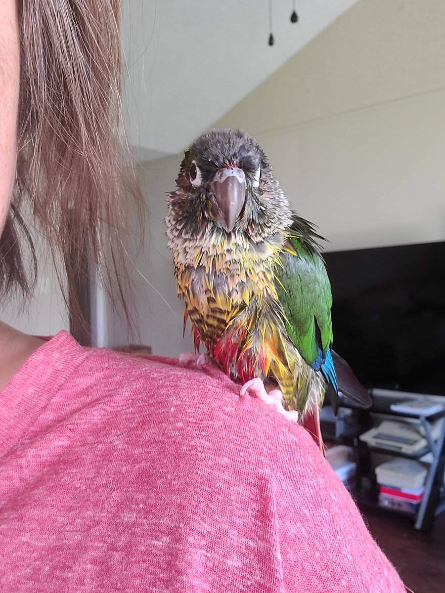 FloofandSnoot's tweet photo. He's aptly named Duckie, for a reason. He will bathe all day long if he could!! Some birds like to bathe every couple of days or even one a while. But Duckie is a happy bird if he gets soaked every day. https://t.co/zMEdEZDe1H