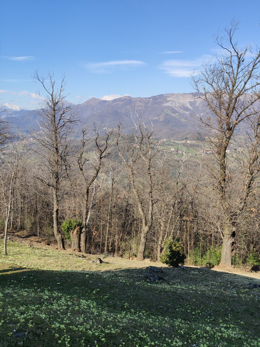 _topwolf_'s tweet photo. #mtb Monte Canto. Primavera e primule (gialle). https://t.co/F3h956Ayk7