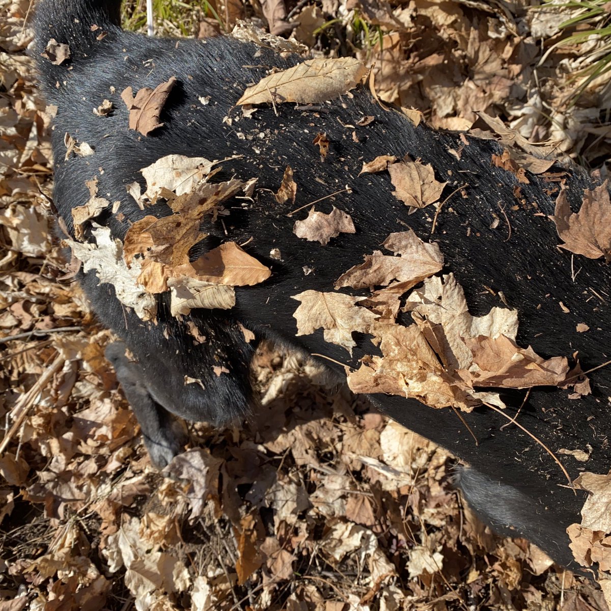 A black dog’s back, standing on dry leaves, but his back is covered in sticks and leaves, too