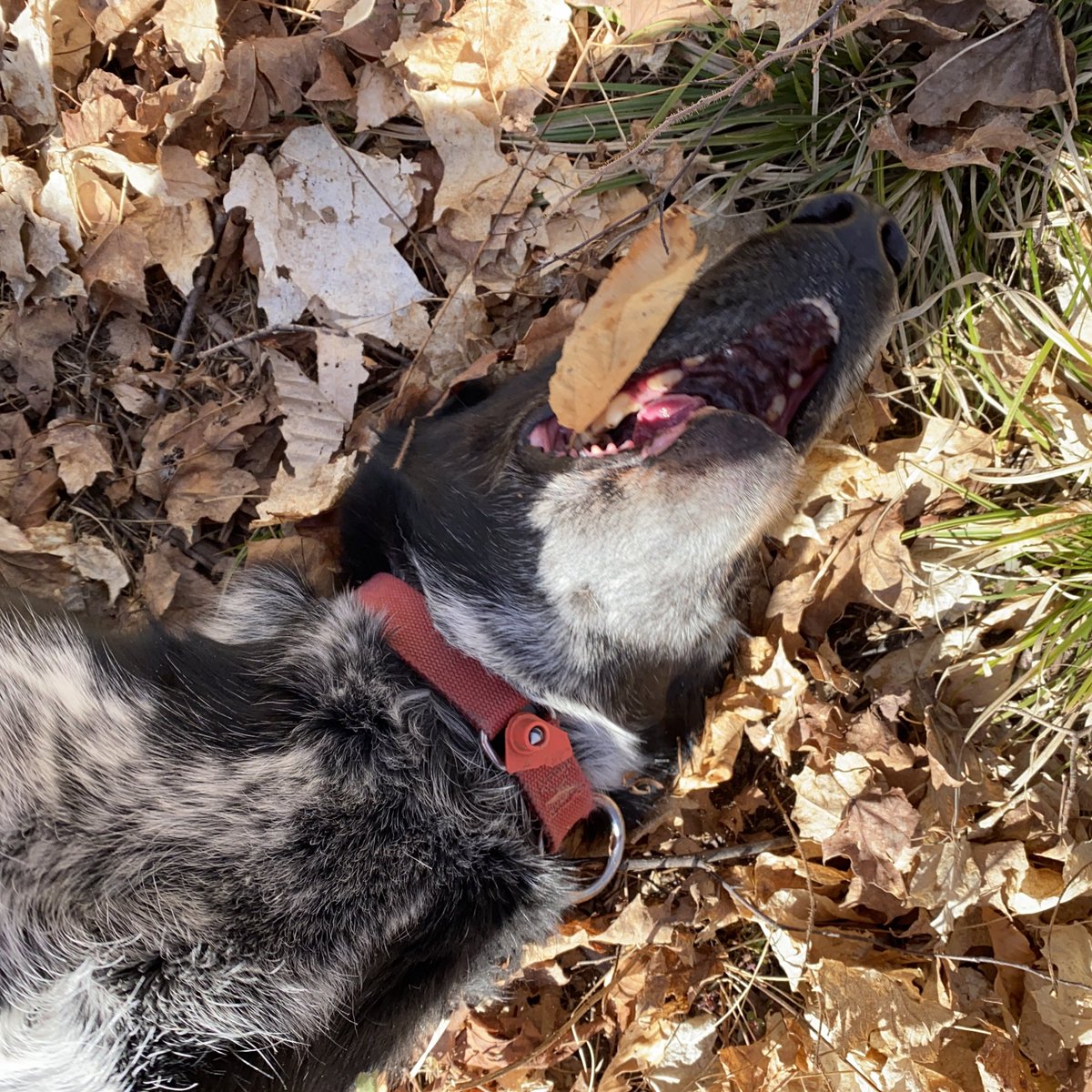 The black and white dog rolls on his back on leaves and throws his head back. There is a brown leaf stuck to his upper lip