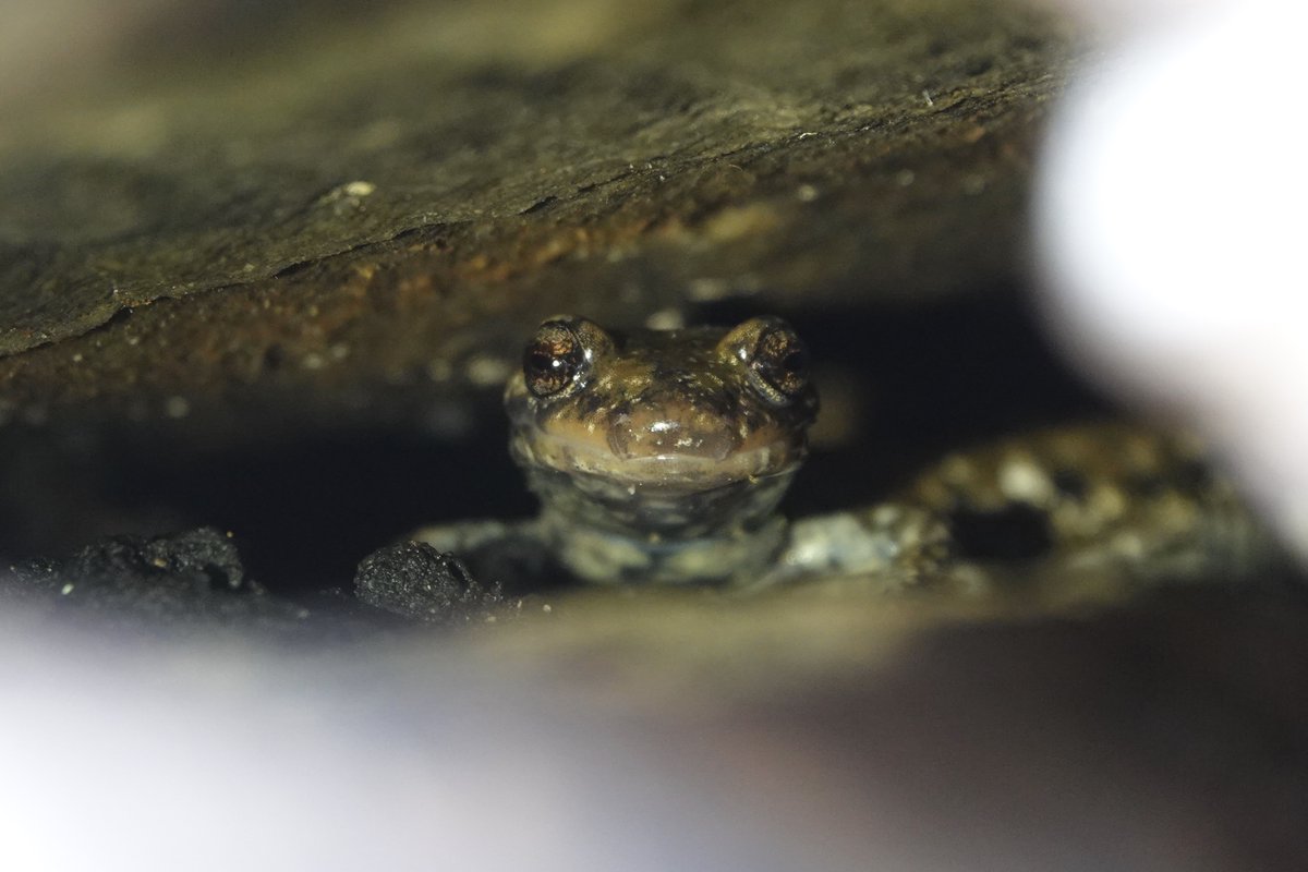 Took a break to go botanizing and herping with naturalist friends in NW Georgia, and was privileged to find a pigeon mountain salamander, the only place on earth this species is found. As non-birds go, this was pretty spectacular.