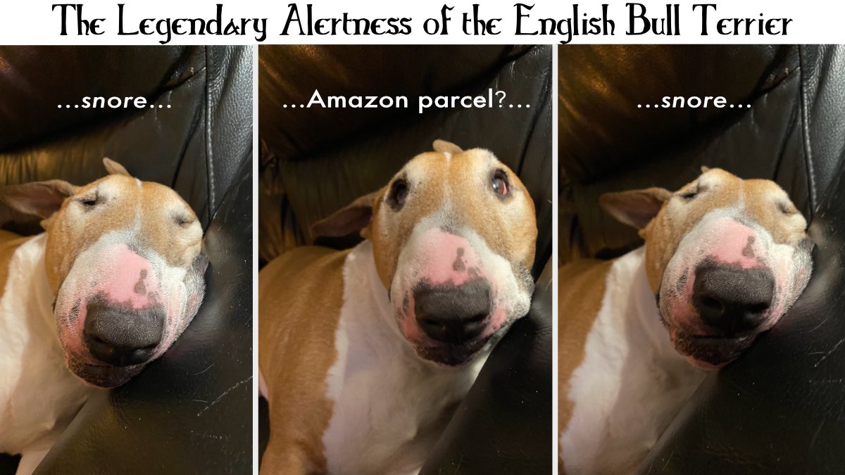 MarkPGlasgow's tweet photo. The only muscles moved all night... levator anguli oculi medialis...and those other ones responsible for flatulence!
#englishbullterrier #Gibson #smellslikefish https://t.co/61kFaxKlH9