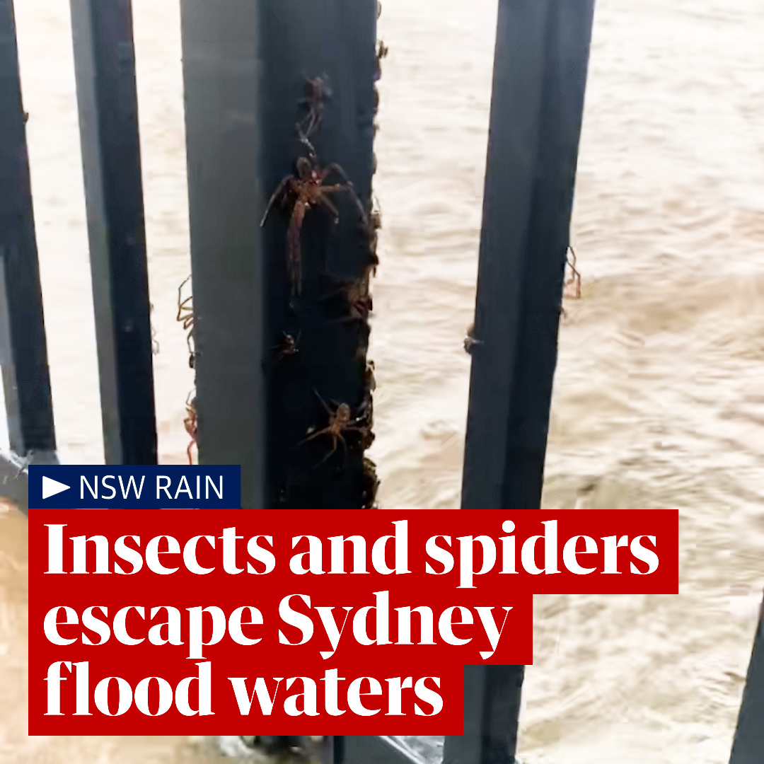 Look At Them All Spiders Escape To Higher Ground During Nsw Floods Video Look At Them All Spiders Escape To Higher Ground During Nsw Floods Video