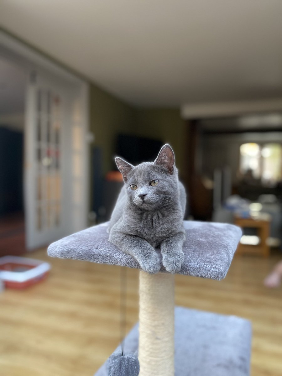 PostYourPets tweet picture