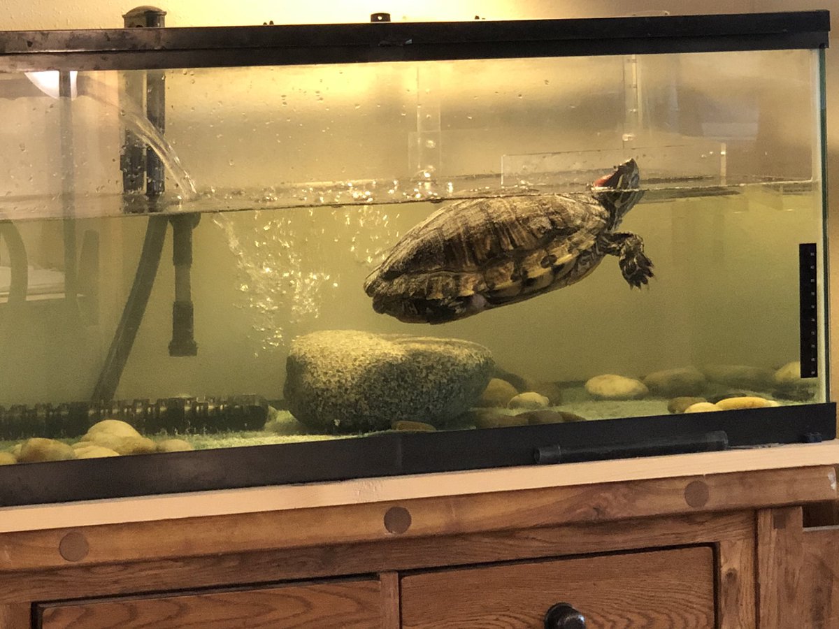 gomer2323's tweet photo. This is new. #TurtleYoga #AlaskaPets #TurtlesOfTwitter https://t.co/0zwULCkHBf