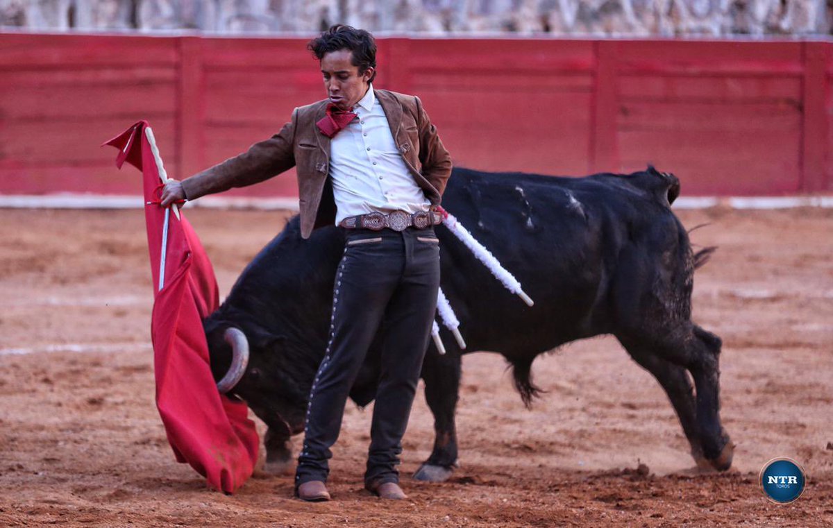 ntrtoros's tweet photo. #Zacatecas 🇲🇽 Dos orejas tras una faena rotunda de Leo Valadez que lució en los tres tercios ante la calidad del cierra plaza de nombre “Lírico”, de Jaral de Peñas que fue merecedor del arrastre lento #somosntrtoros 

📷 @FOTOBRIONES / NTR Toros https://t.co/syhFyJYpD5