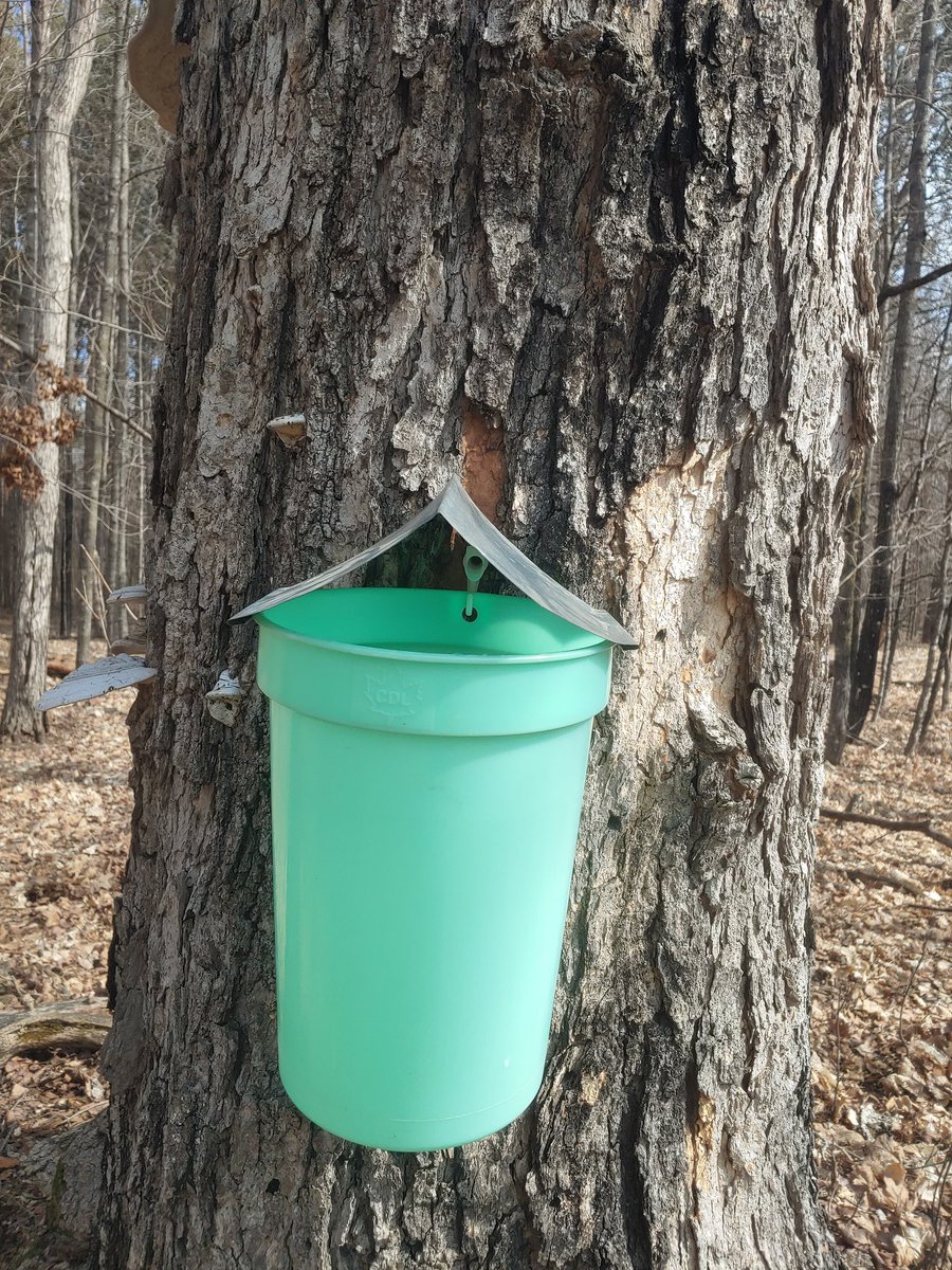 Chris_Veeder's tweet photo. Gathered some future maple syrup. 🍁🥞 #OnlyInMinnesota #maplesyrup https://t.co/1ZkN8dsJeC