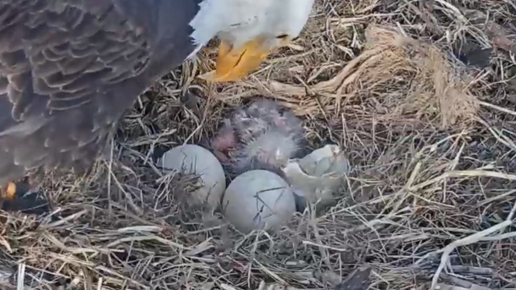 EthoEnvi's tweet photo. The #Redding #baldeagle pair have their first hatchling! https://t.co/Hvu7Va5BTy