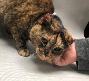 PeterAskin1's tweet photo. Chatty, gentle & loving senior tortie kitty Flora 113163 in #NewYork at NYC ACC was turned in for "wasn't catching the mice" Unbelievable! Time to get this lovely girl a home! She has tons of character! Adopt! Pledge! Video: https://t.co/lqKTblGR1D URGENT!
https://t.co/Oi5sMEeFBU https://t.co/OI43SVVfOn
