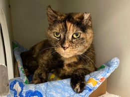 PeterAskin1's tweet photo. Chatty, gentle & loving senior tortie kitty Flora 113163 in #NewYork at NYC ACC was turned in for "wasn't catching the mice" Unbelievable! Time to get this lovely girl a home! She has tons of character! Adopt! Pledge! Video: https://t.co/lqKTblGR1D URGENT!
https://t.co/Oi5sMEeFBU https://t.co/OI43SVVfOn