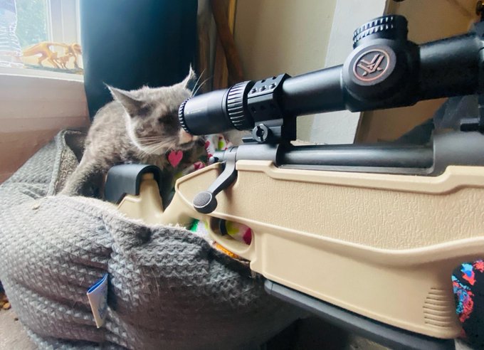 Her name is E.V.A. Every. Villain. Assassinated. #cats #catswithguns #Gun https://t.co/FJqL0dD72q<a href="/tag/cats"class="tags"><span>#cats</span></a><a href="/tag/gun"class="tags"><span>#gun</span></a><a href="/tag/catswithguns"class="tags"><span>#catswithguns</span></a>