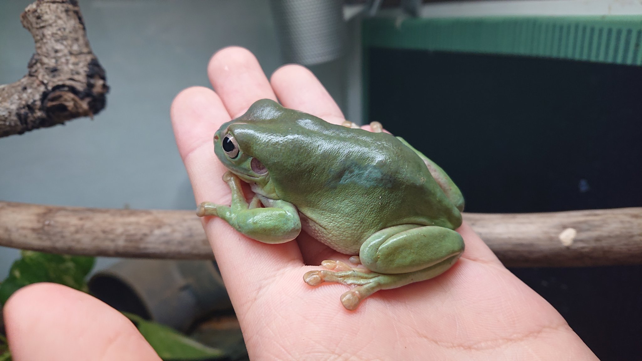 エリマキアガマ 爬虫類youtuber 長らく飼育しているイエアメガエル 爬虫類飼育者でも飼いやすいカエルなのでオススメです 与えている餌はひかりベルツノ 手から食べるくらい好きな餌のようです イエアメガエル 爬虫類好きさんと繋がりたい T
