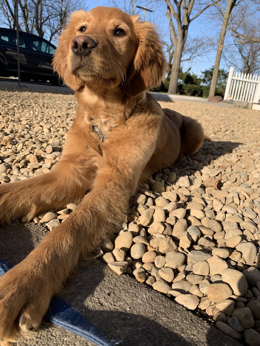 This pup has my whole heart💗