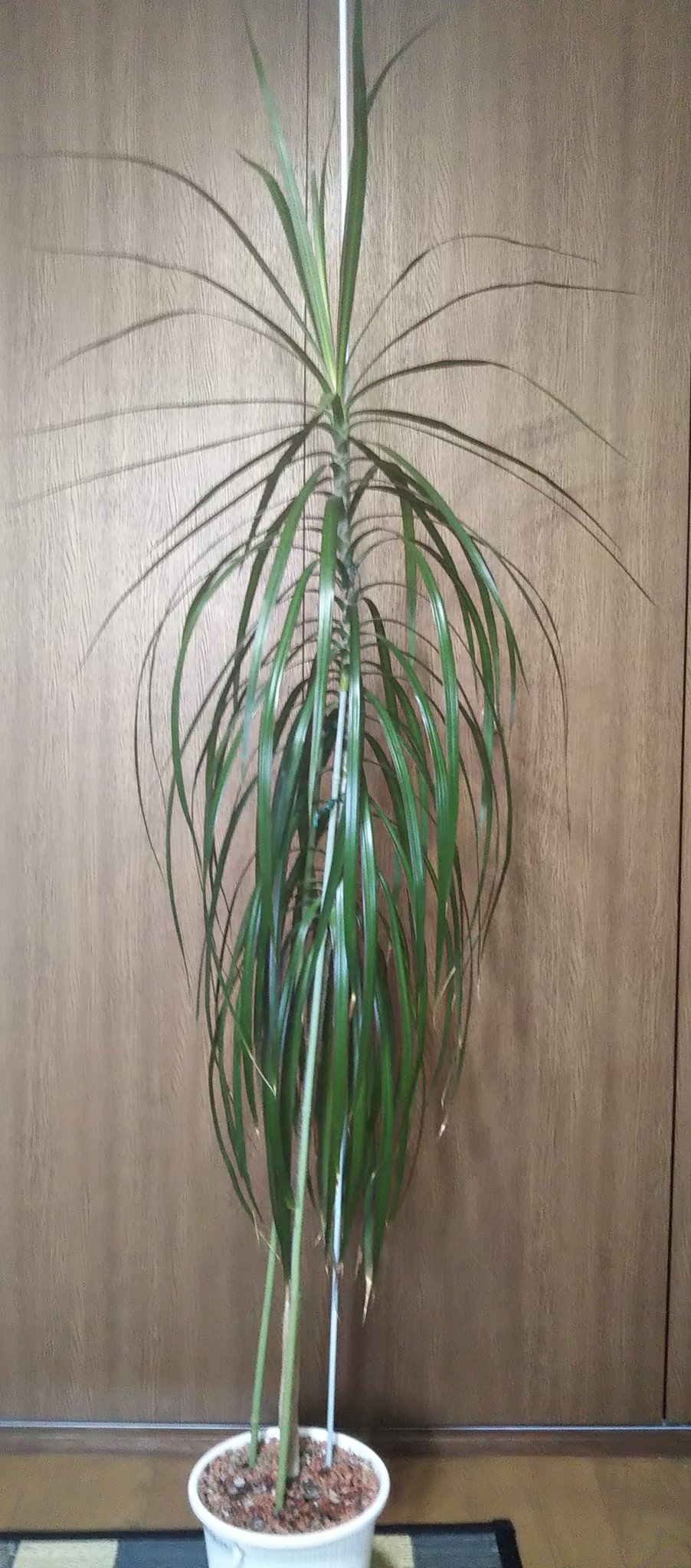律津夏 フォロー外れる不具合発生 観葉植物成長記 ドラセナコンシンネ ポトス 大分 豪華 になりました 7 26 伸びすぎて危険 3分割 10 10 発根したものを植付けました 21 3 21 ポトスを足して3ヶ月程です マニアック