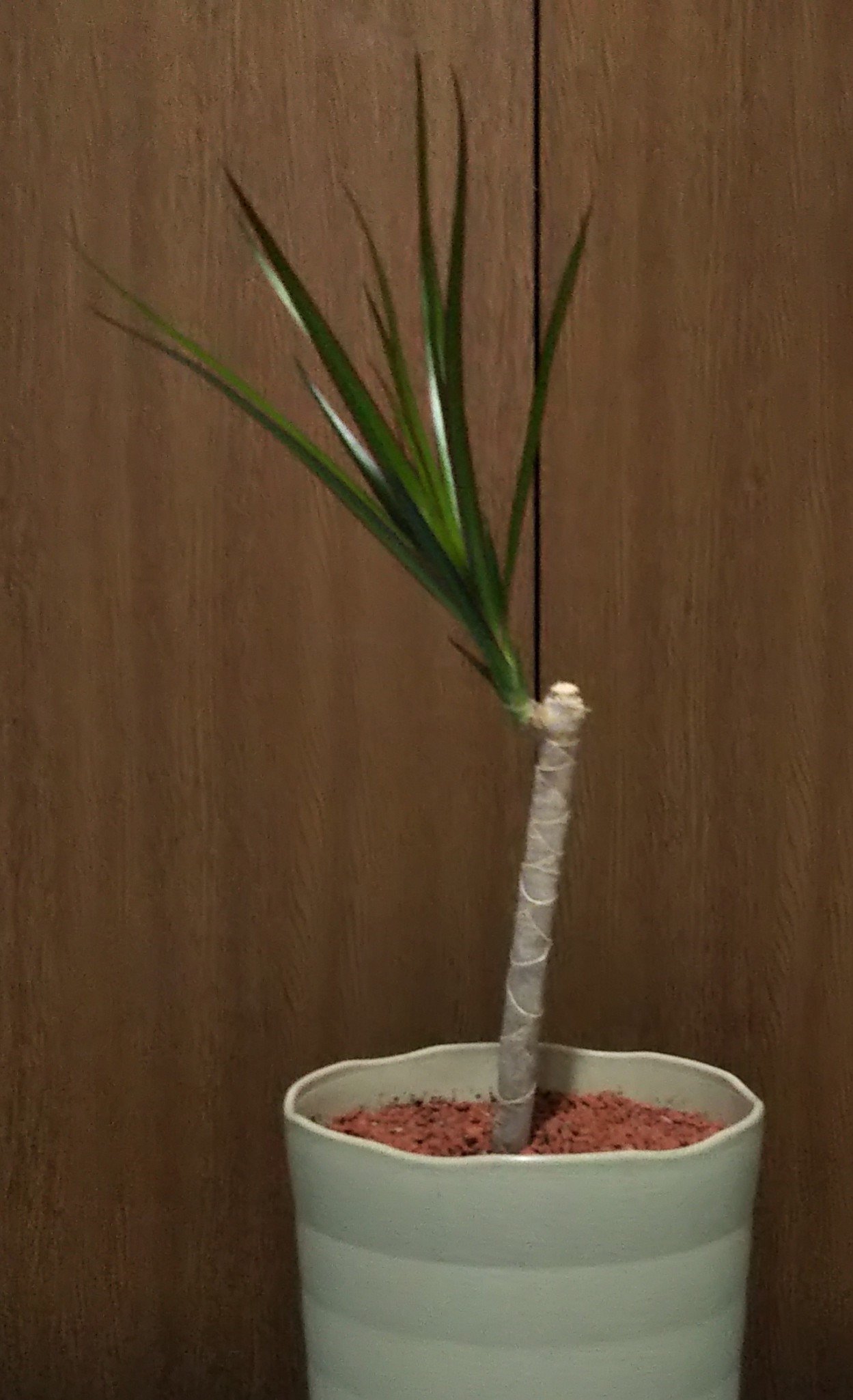 律津夏 フォロー外れる不具合発生 観葉植物成長記 ドラセナコンシンネ ポトス 大分 豪華 になりました 7 26 伸びすぎて危険 3分割 10 10 発根したものを植付けました 21 3 21 ポトスを足して3ヶ月程です マニアック