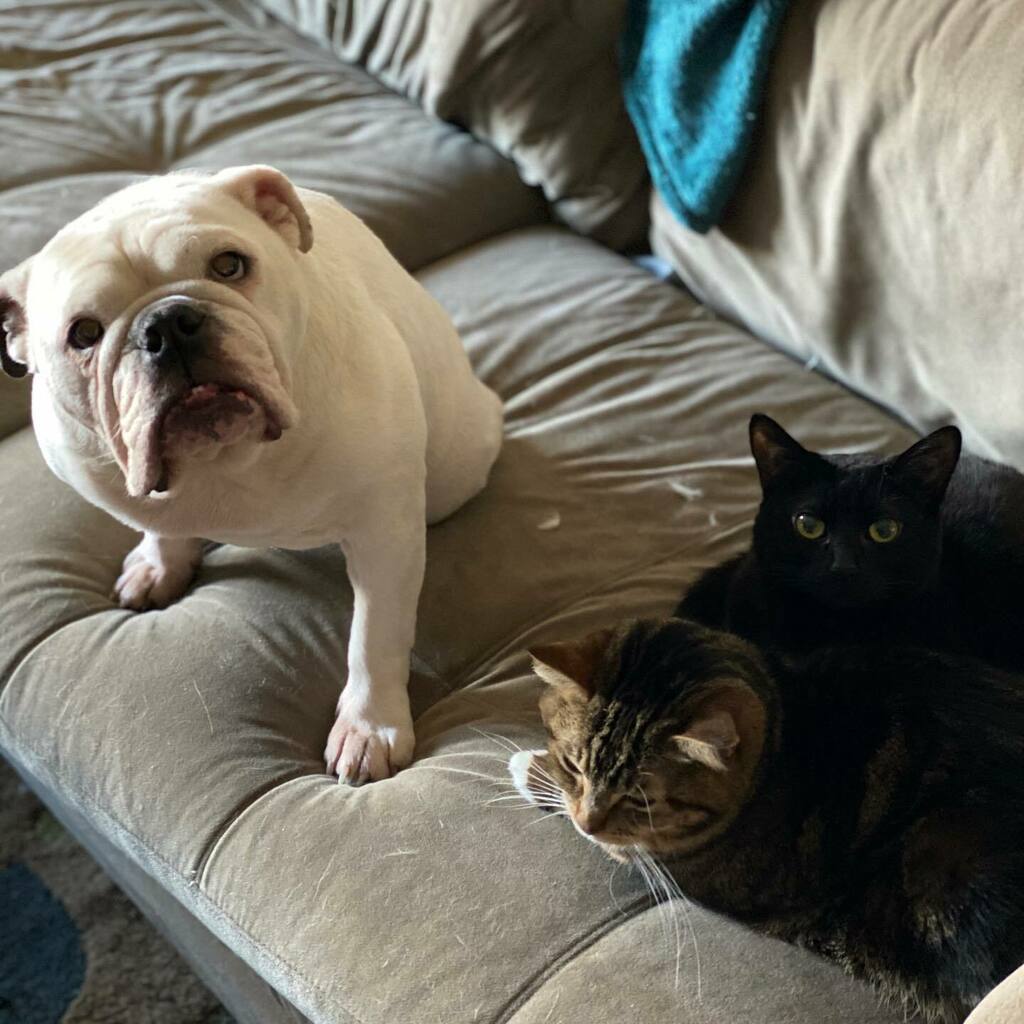 Sunday couch crew 🛋🥔 #vanpetcare instagr.am/p/CMsZIn1M7hL/