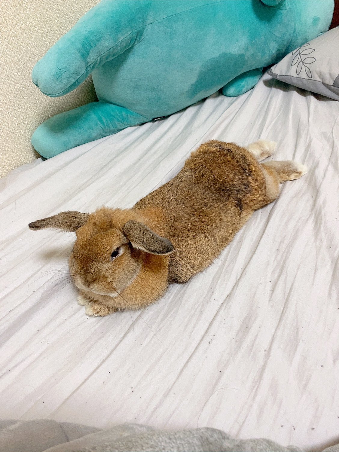 立ち耳ロップのきなこ 耳が垂れ切らないのも個性 と言い続けて4年 年々少しずつ垂れてくるかと思ってたけど 一切そんな気配はない 垂れないロップの認知度上がりますように ホーランドロップ 立ち耳ロップ うさぎ T Co P6okkd7jth Twitter
