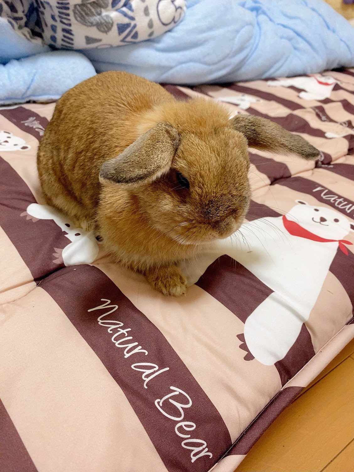 立ち耳ロップのきなこ 耳が垂れ切らないのも個性 と言い続けて4年 年々少しずつ垂れてくるかと思ってたけど 一切そんな気配はない 垂れないロップの認知度上がりますように ホーランドロップ 立ち耳ロップ うさぎ T Co P6okkd7jth Twitter